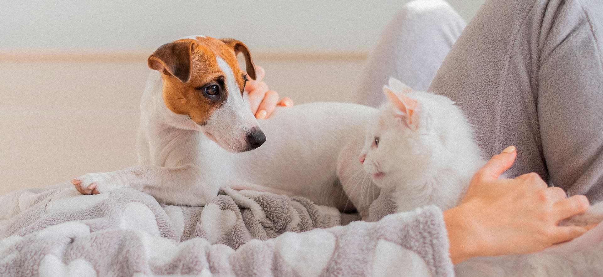 como presentar a un perro y un gato